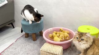 The cat carried the little duck swimming funny cute