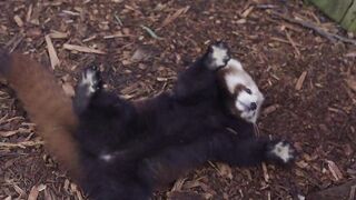Red Panda Cubs have too much fun