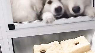 very funny hungry
