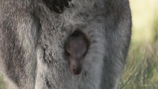 Hairless Wallaby Joey sees the world for the first time!