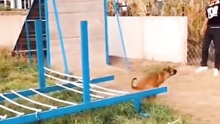 this Dog is the winner!