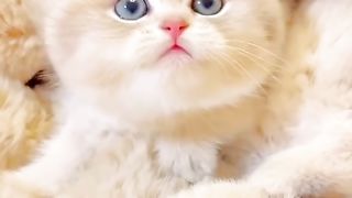Cute cats I love