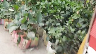 road flower