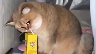 funny cats