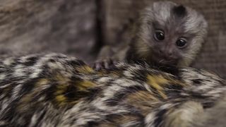 These Baby Marmoset twins are the cutest ????????????