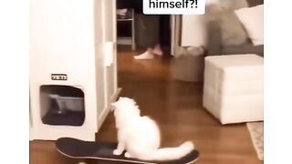 The skiing cat amazes everyone who sees it. Animals are having fun