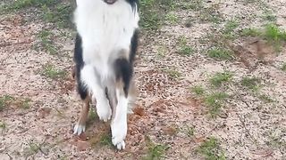 This dog is very obedient  #maker #genius #dog