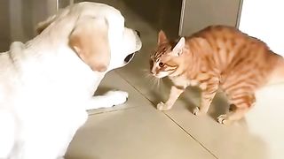 #dog #dogandcat #pet #puppy #fyp #foryou #foryoupage