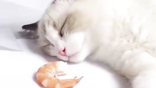 The Kindest Prank on a Cute Cat #shorts