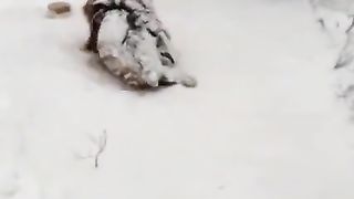 My pet
