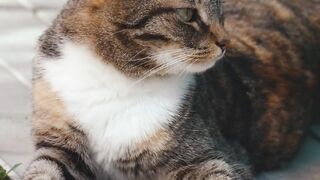 Curious Cat: Turning Left and Right