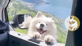 Symphony of dogs and cats is very funny