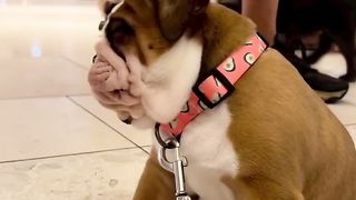 The sleepy dog is so funny