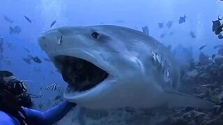 Oddities of the seas this clip is interesting