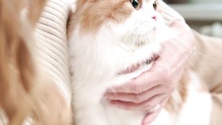 Purring Paradise: The Blissful Bond Between Woman and Cat