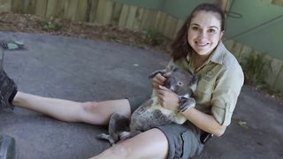 The world's most chilled Koala
