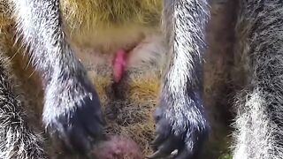 AMAZING Wallaby joey birth and growing inside mother's pouch