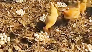 سبحان الرزاق ذي القوة المتين