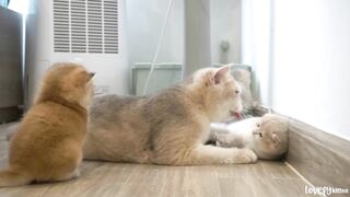 mother cat loves her kitten is very strongly