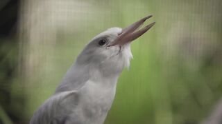 Albino Kookaburra Laughing in Slow Motion is hilarious