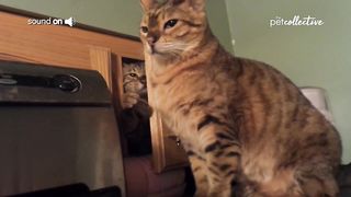 Most Viral Cats of the Internet | FUNNIEST videos ????