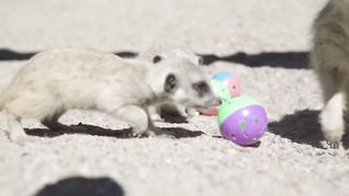 Baby Meerkats playing with balls are the cutest!