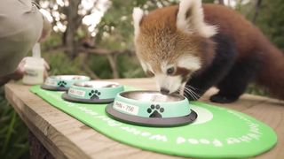 Red Panda Cub Triplets feeding is the cutest thing ever
