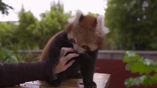 This Red Panda Cub loves belly tickles
