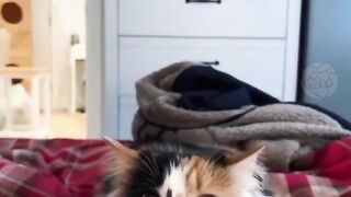 Funny cat videos 2024