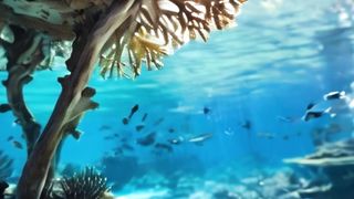Coral and ornamental fish live wallpaper 4k