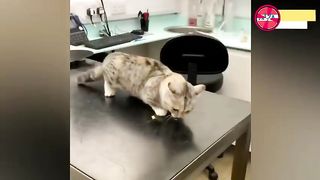 in pain after the injection,the cat is angry and asks the doctor for food