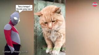 "cats are cute when they are bathed".said agus joko