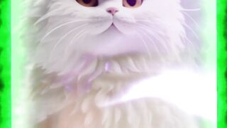 قالب جميل