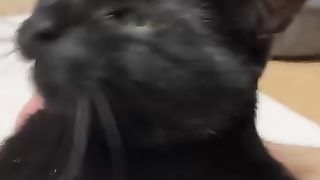 궁디팡팡