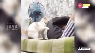 the angry cat is jealous of the owner,because the owner sleeps with another cat