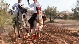 الخيل