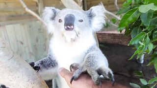Koala belly rubs are the best
