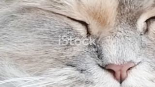 Different breeds of cat