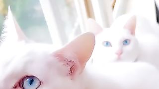 Beautiful cats
