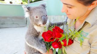 Koalas take Valentine's Day to the next level