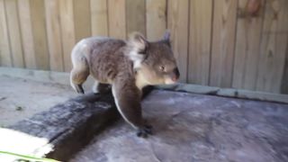 Koalas cool down in Sydneys Heatwave