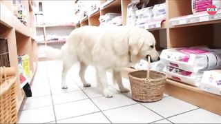 funny cat reaction,prohibited from leaving the the house by his owner