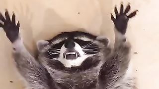 #raccoons #cutestracccoons #raccoon  #raccoonofinstagram #raccoonlove #raccoonbaby
