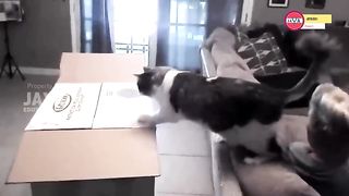 hold back you laughter watching 9 minute funny cat video