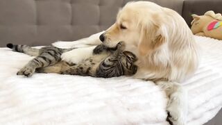 Cute Cat Prepare for Sweet dog Sleep funny animals