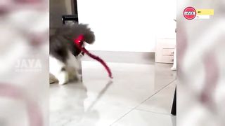 hold back your laughter watching a 10 minute funny cat video