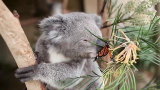 تستحوذ الفراشة على جلسة التصوير الخاصة بـ Koala Joey وتمتلكها مثل BOSS!.