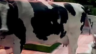Funny video