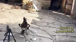 CHICKENS CROSSING THE ROAD