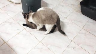 Siamese cat mating season funny animals